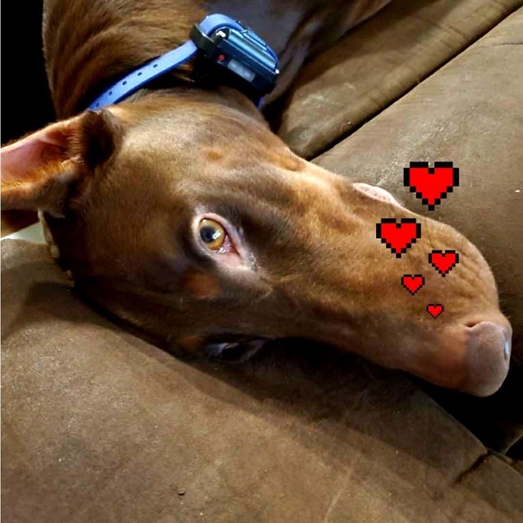 Meet your Posher, Ca - Picture 6 of 16